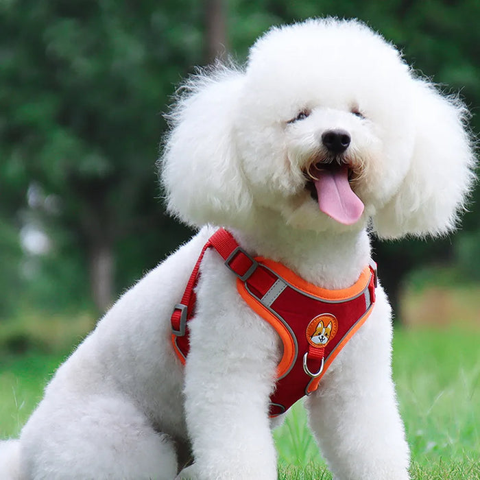 Caniche con arnés rojo y naranja