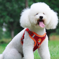 Caniche con el arnés del kit de paseo